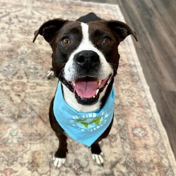 Molly the Itty Bitty Pittie media 2