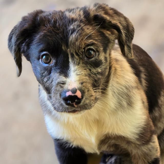 Pammy (P Litter) media 3