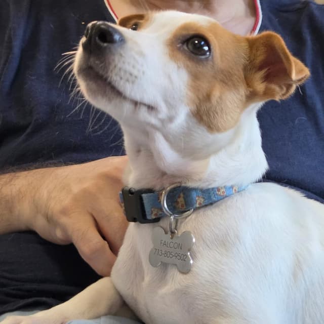 Biscuit media 2