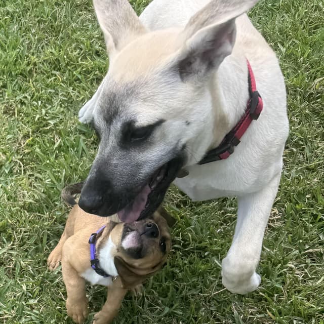 Violet Pound Puppy media 4