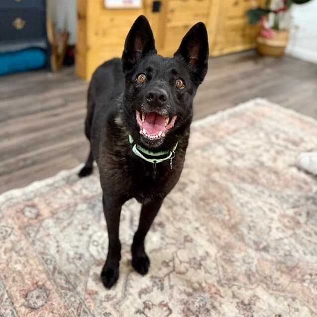 Stormy Belle is your Soul Dog media 5