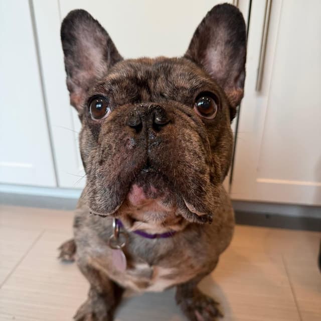 Gerardo--In Foster***ADOPTION PENDING*** media 6