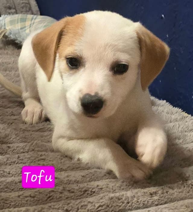 Tofu media 5