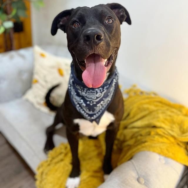 Mack McWiggles your Happy Bestie media 5