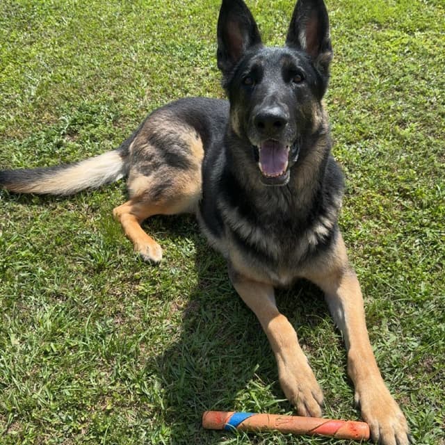 Titan (Benefactor Dog) media 3