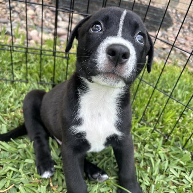 Baloo (C000-248) - Chino Hills Location *Available 7/3* media 5