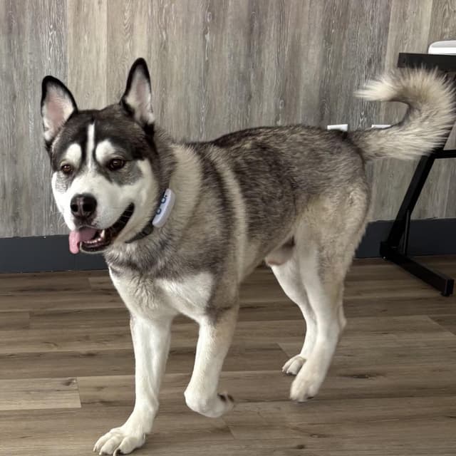Koda media 2