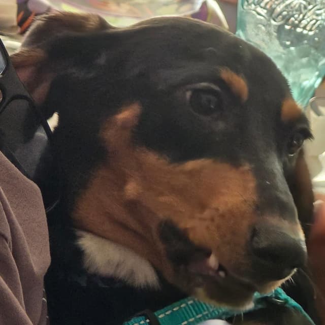 Meeka media 2