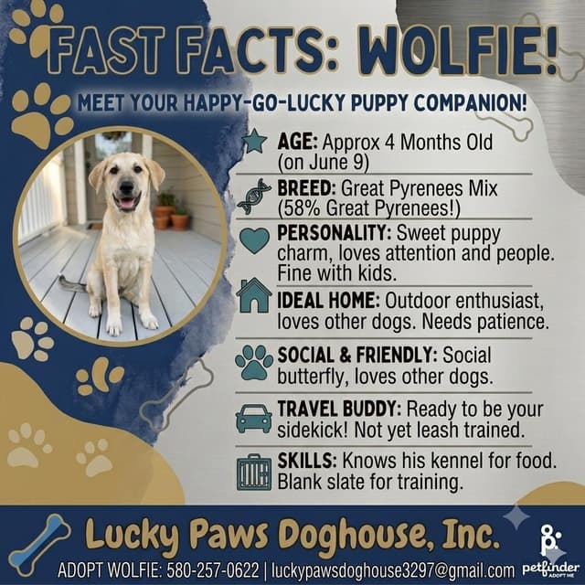 Wolfie media 3