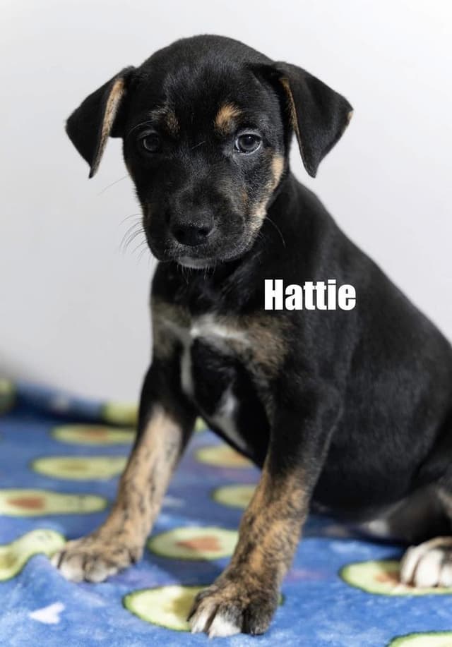 Hattie media 4