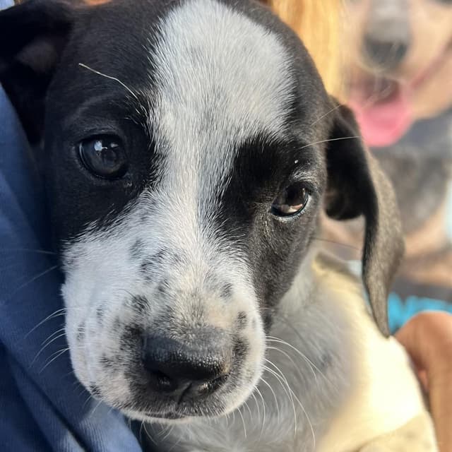 Zoey *adoption pending* media 2