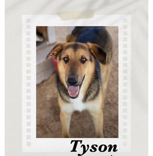 Tyson media 3