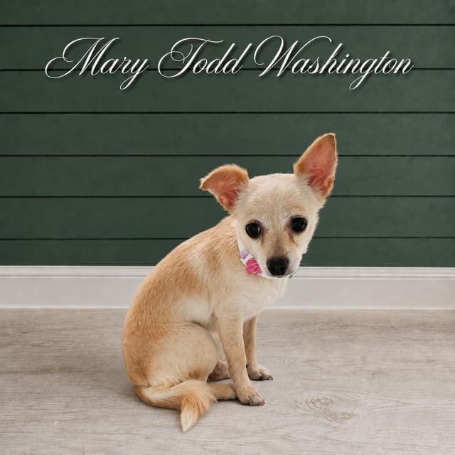 Presidential Litter -  Mary Todd Lincoln media 4