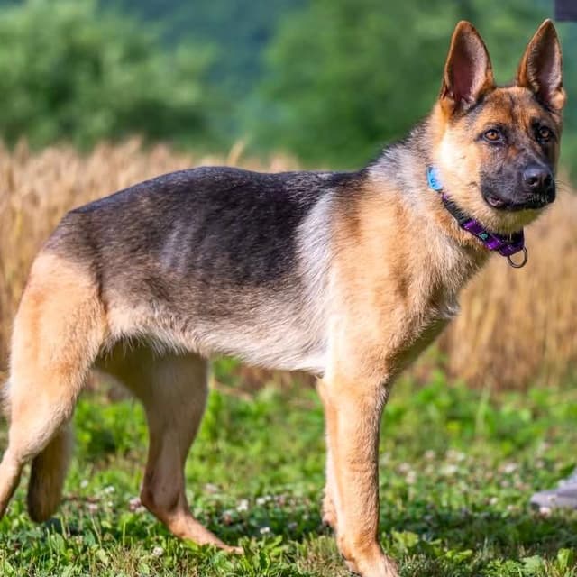 Sheba (26-241) media 4