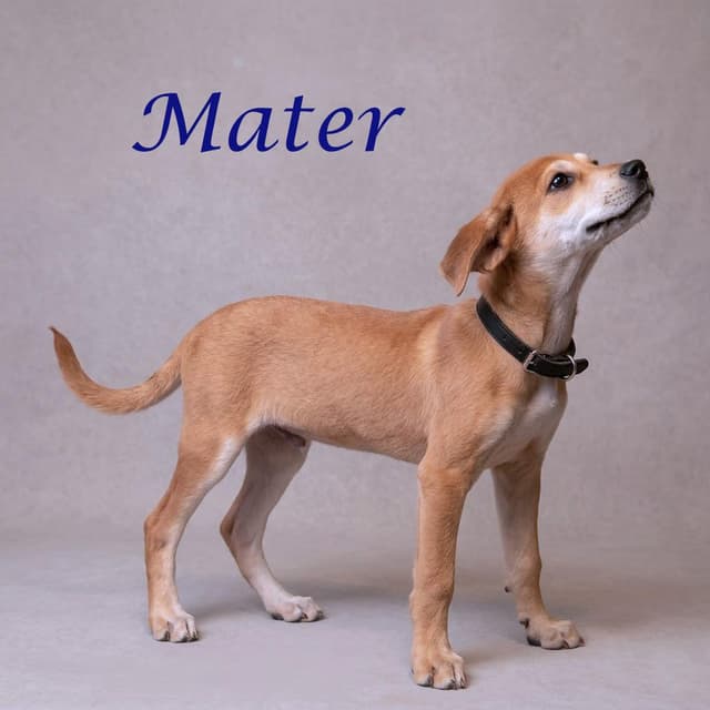 Mater D26-080 media 2