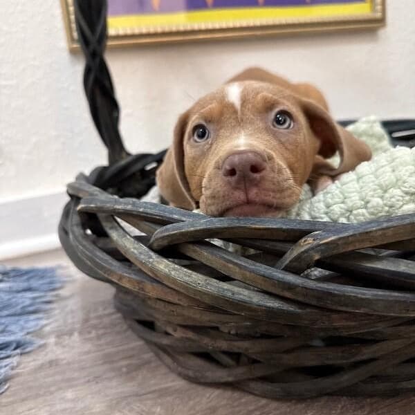 Bright Eyes Pound Puppy media 3