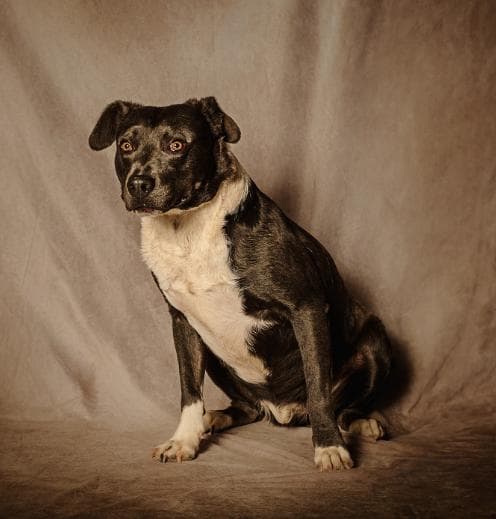 Dozer media 5