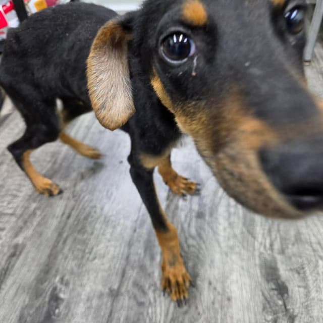 DOBBY media 6
