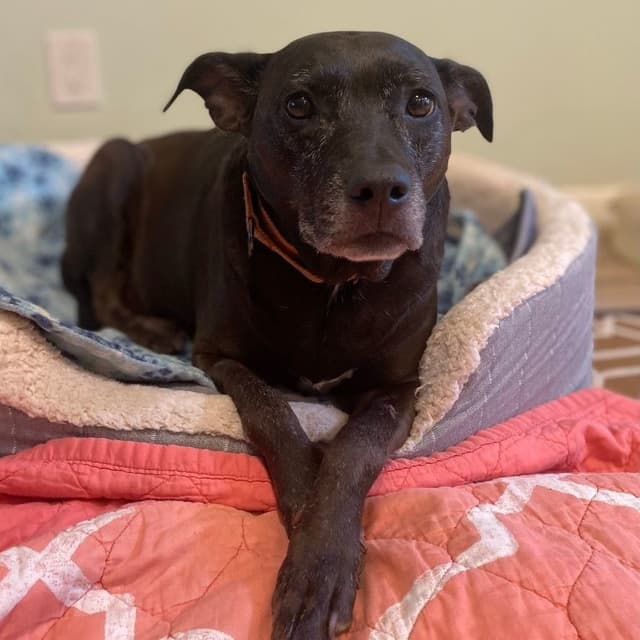ELLIE - Foster/Fospice or adopter needed media 4
