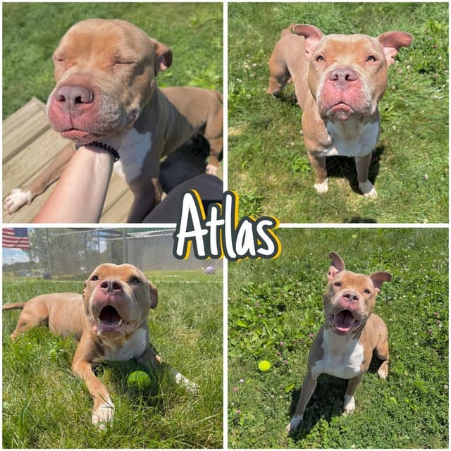 Atlas media 5