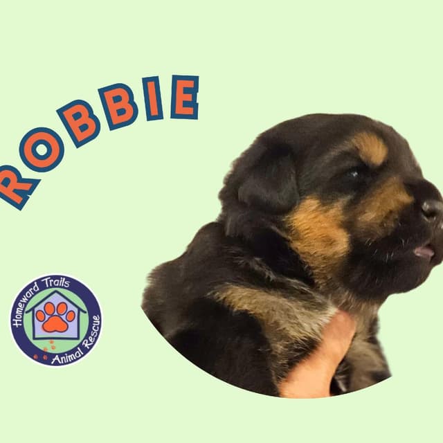 Cammie pup- Robbie media 3