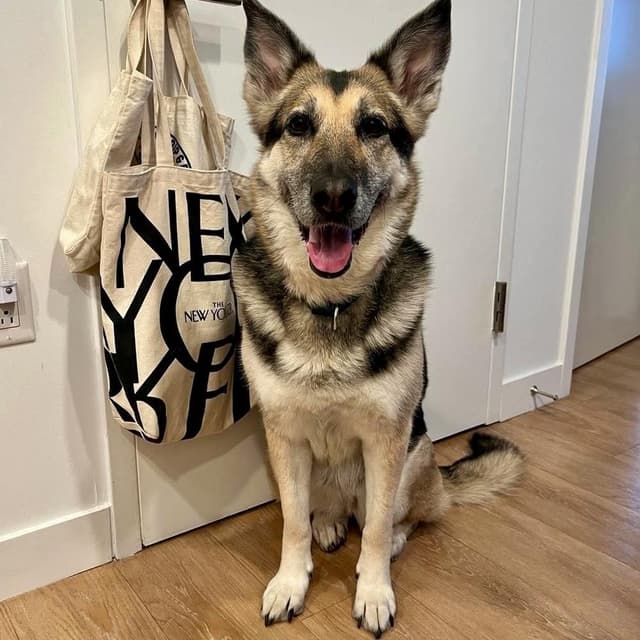 Nikki media 2