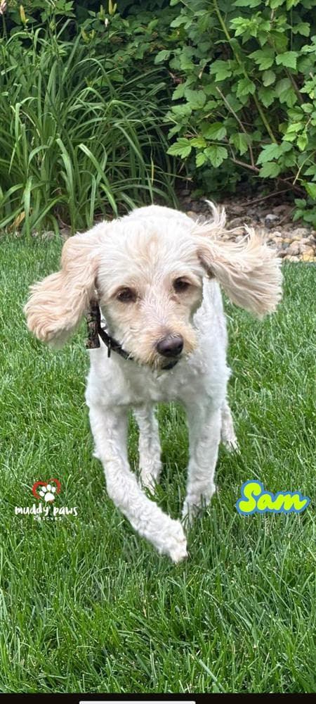 Sam - No Longer Accepting Applications media 2