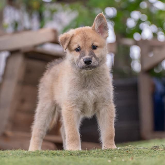 Marshmallow Pup - Fudge - Adopted! media 2
