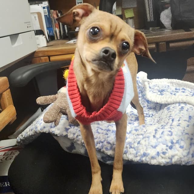 Tito (Buddy) media 2