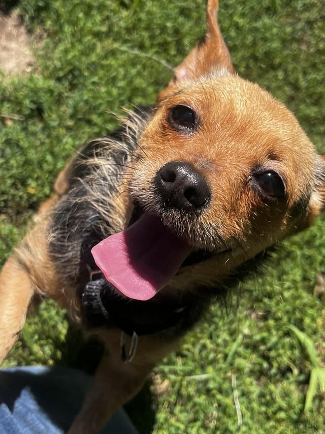 Tiny (Fostered in Omaha) media 3