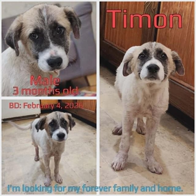 Timon media 2