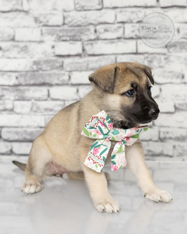 Inga - only 5 lbs. media 4
