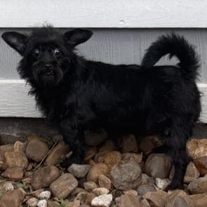 Inky #snaggletoothed-sweetie media 2