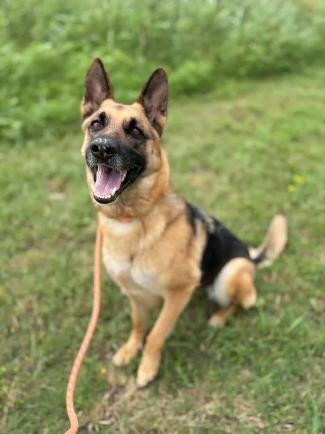 Ms Harley ( knows commands ) media 3