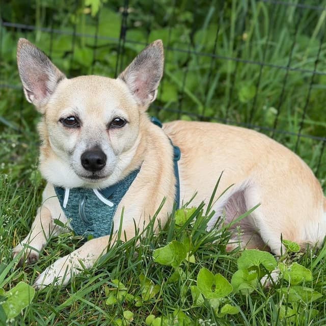 Peanut (Bonded with Cashew Rose) media 6