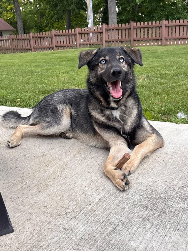 Blu the Husky/ Shepherd media 2