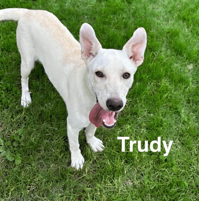 Trudy media 2