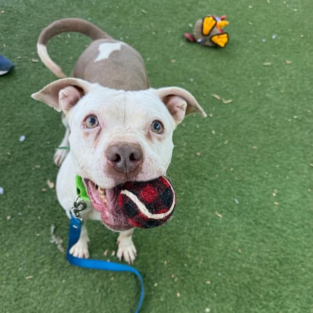 Cupcake media 3