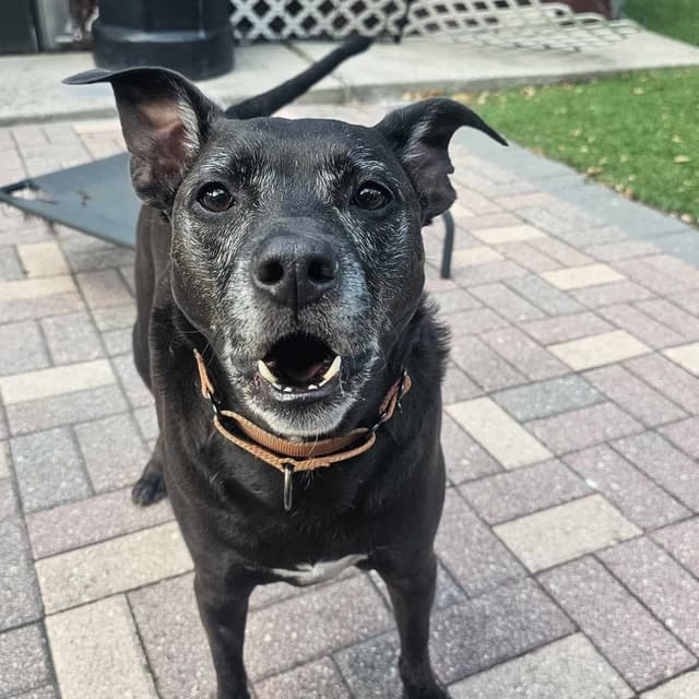 ELLIE - Foster/Fospice or adopter needed media 2