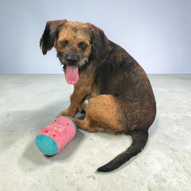 Benji media 3