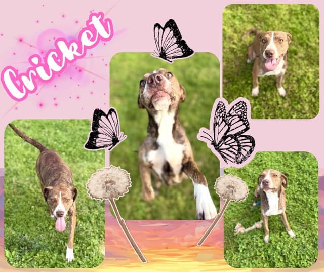 Cricket Stamps media 3