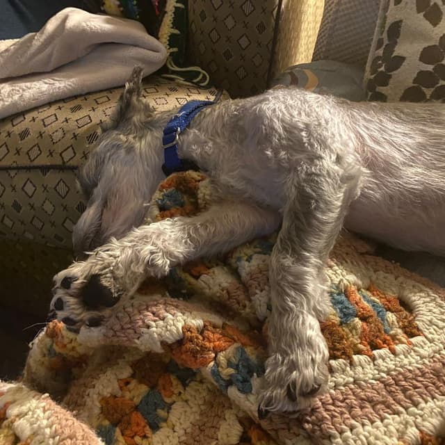Yeti (available in Foster) media 4