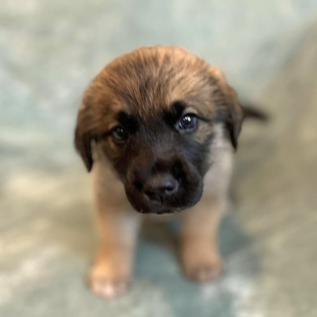 Cammie pup- Gusty media 2