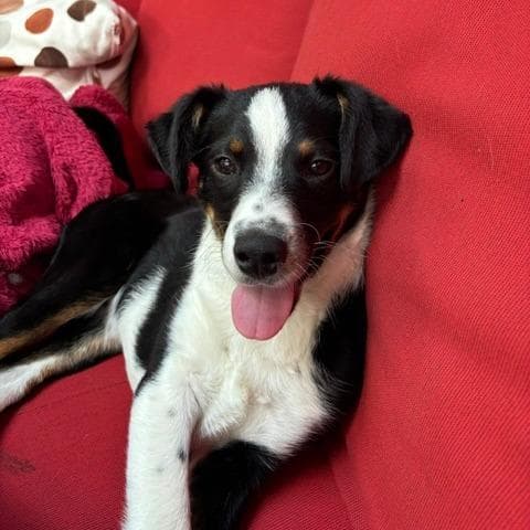 Spunky Pups: Kosmo media 4