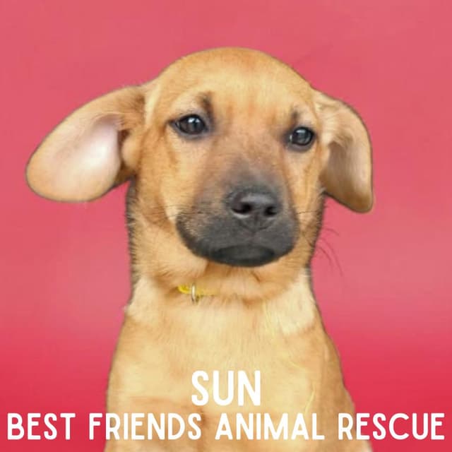 Sun media 6