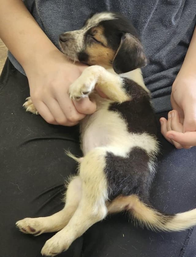 Biscuit (Born 04/26/26) media 2