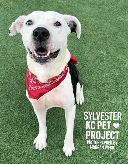 Sylvester media 2