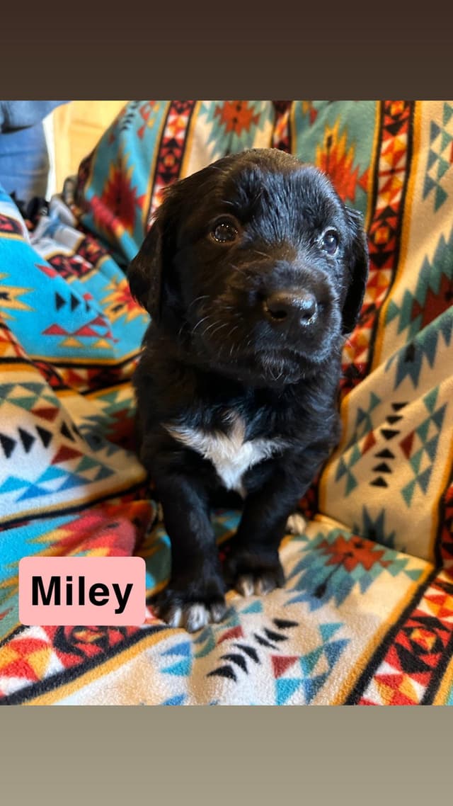 Miley media 2