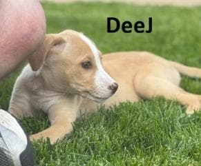 DeeJ media 2