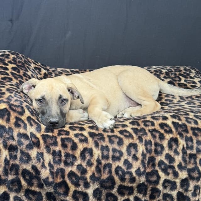 Vito (adoption fee 100.00) media 4